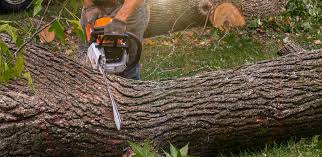 How Our Tree Care Process Works  in  Hesston, KS