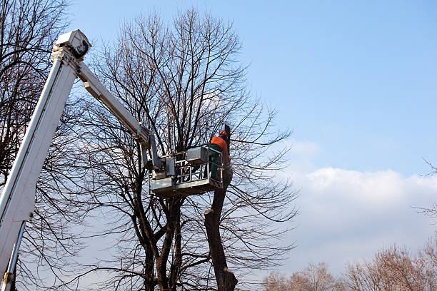 Professional Tree Removal Services in Hesston, KS